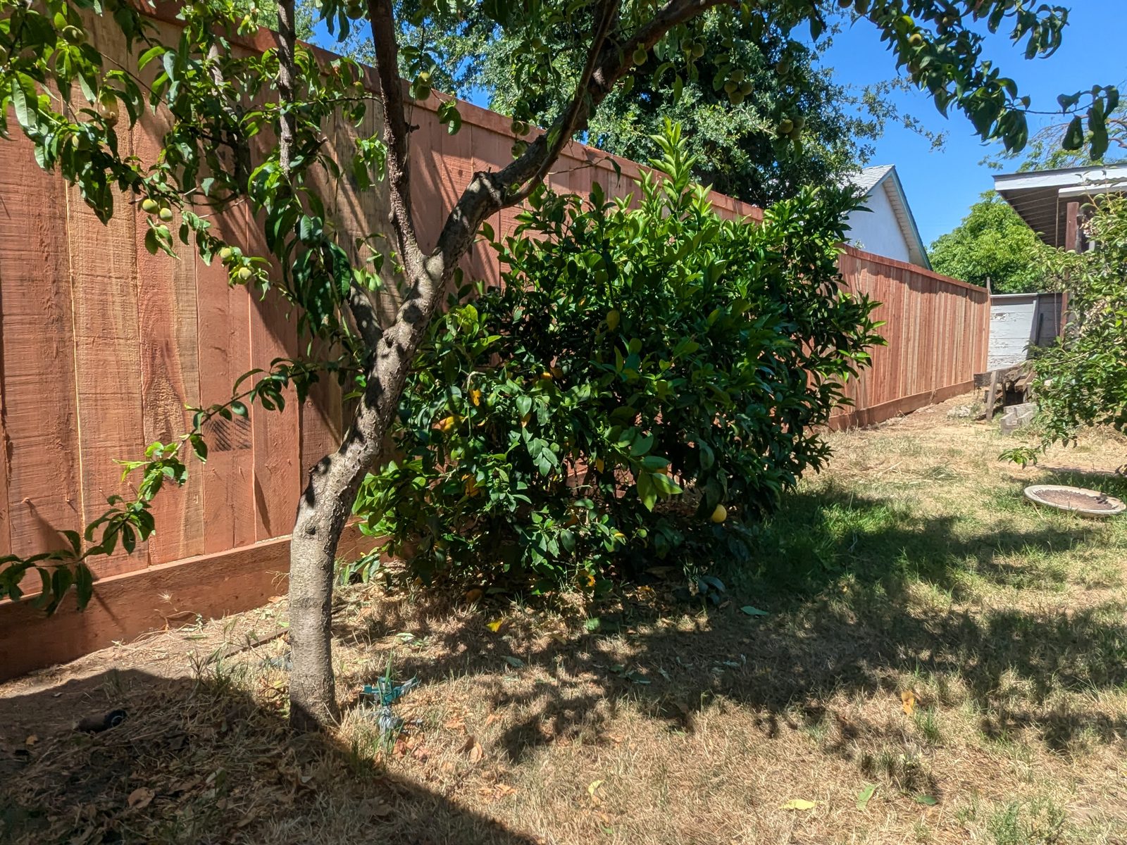 Wood fence and gate built by Blair Handyman in the Sacramento area