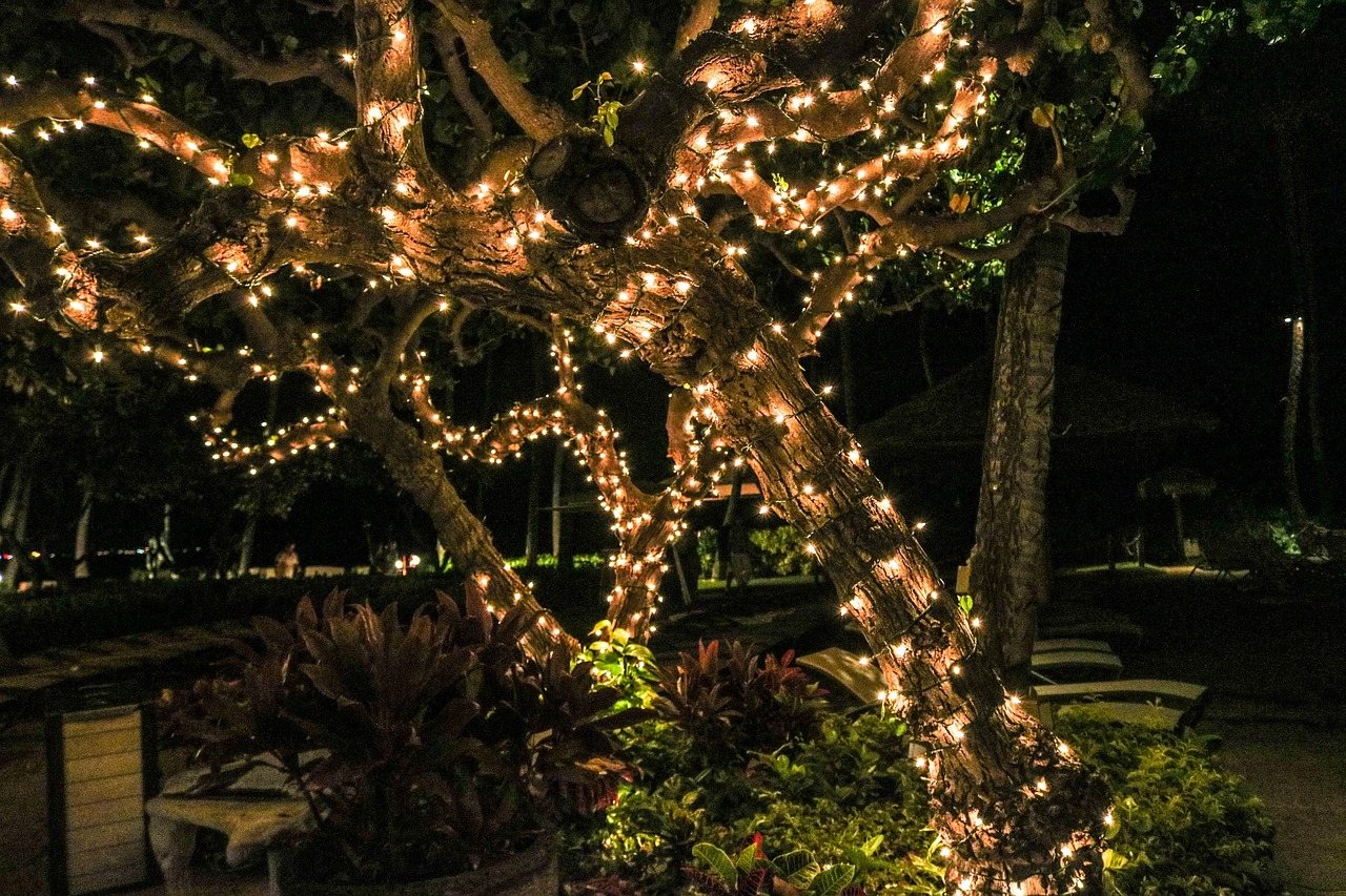 Yard trees wrapped in Christmas lights