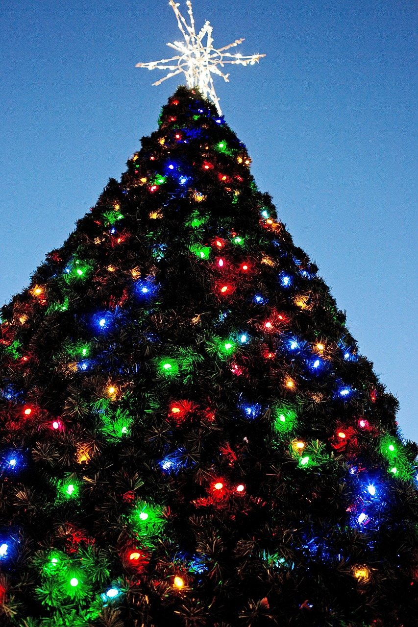 Outdoor tree wrapped in colored Christmas lights