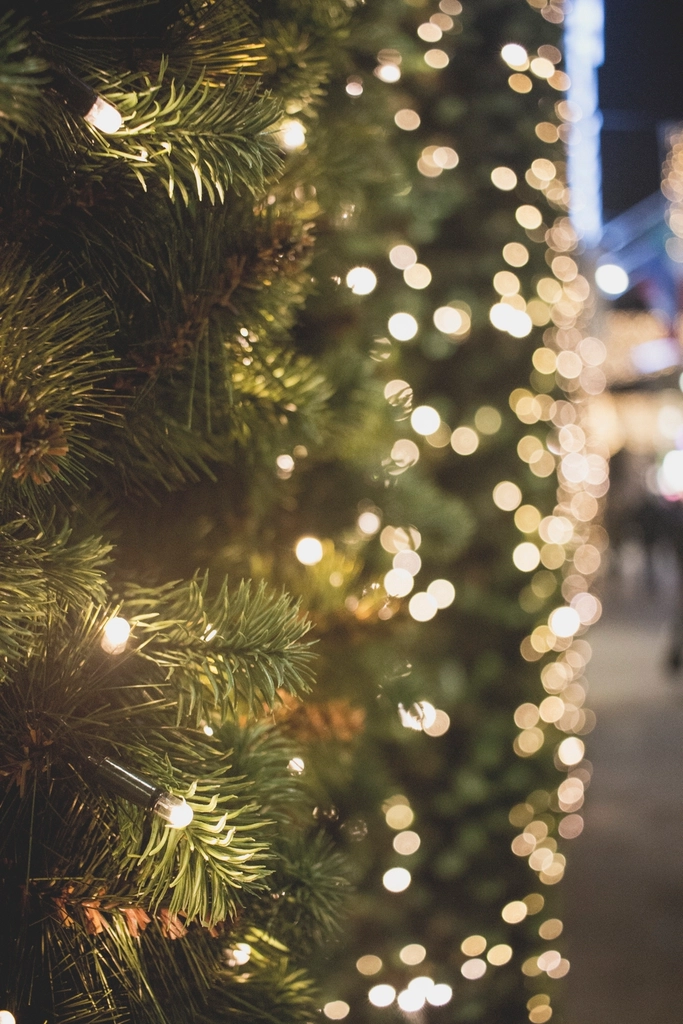 Christmas lights on an evergreen tree
